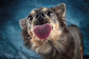 Portrait Hund schleckt leckt Glasscheibe ab mit rosa Zunge und blauem Hintergrund - obrazy, fototapety, plakaty