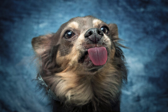 Portrait Hund schleckt leckt Glasscheibe ab mit rosa Zunge und blauem Hintergrund