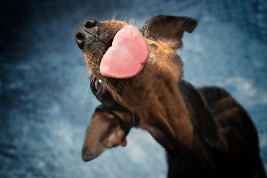 Portrait Hund schleckt leckt Glasscheibe ab mit rosa Zunge und blauem Hintergrund