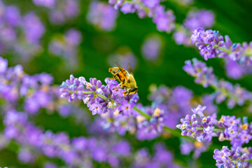 insects collecting pollen from purple lavender flowers on a beautiful summer day
