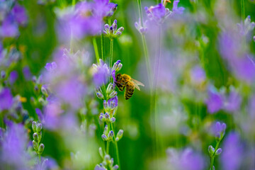 insects collecting pollen from purple lavender flowers on a beautiful summer day