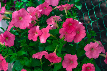 Colorful and bright blooming Petunia flowers (Petunia hybrida). Flowers for hanging planters. Garden flowers. Gardening. Beautiful flowers in summer. Floriculture