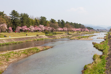 Fototapeta na wymiar 日本・京都の桜