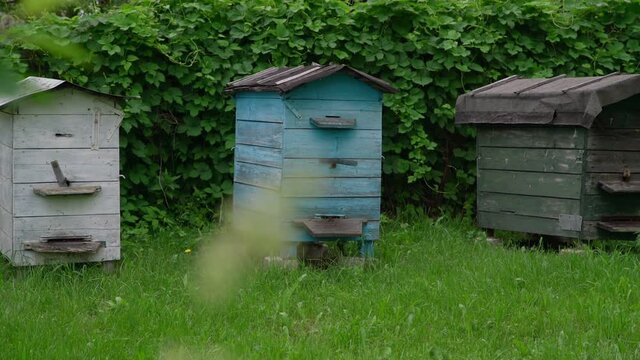wooden beehives stand on green meadow grass at bushes and blurry spike waved by wind on foreground slow motion