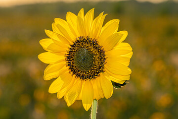 Fototapeta premium Bright yellow sunflower flower on a green background