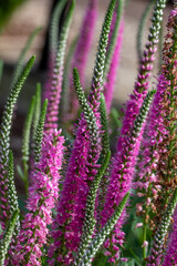Fototapeta premium Close up view of blooming veronica spicata flowers (spike speedwells) in a sunny garden