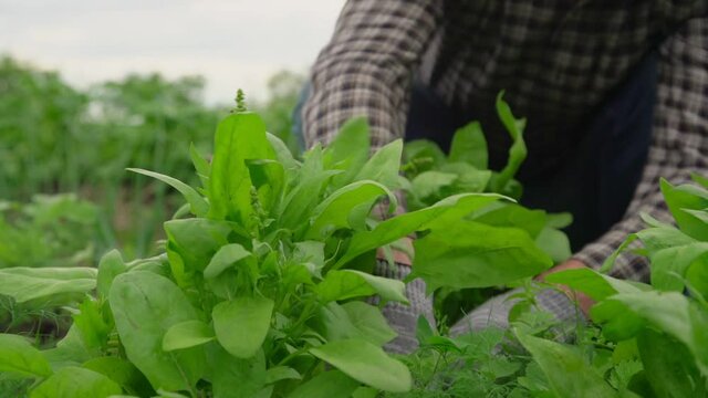 gardener in checkered shirt looks after green dock leaves on vegetable garden under cloudy sky slow motion close view
