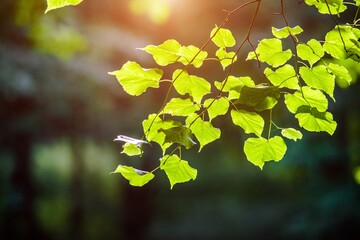Green nature background with birch leaves
