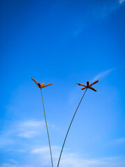 Two flowers of big grass on the backdrop of the blue sky