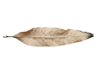Fototapeta na wymiar Dry leaves on a white background 
