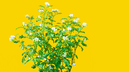 Beautiful  Wild Flower Tree with Yellow Background.