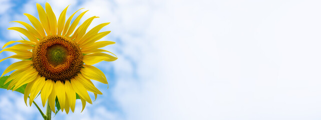 Blooming sunflower in the blue sky background.Copy space for text.Banner