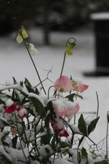 white flowers in the garden in the snow