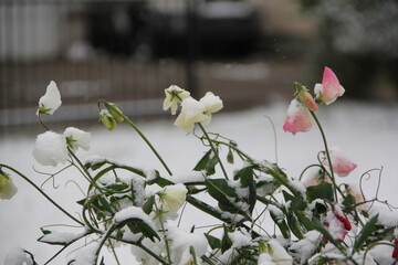 white flowers in the garden in the snow