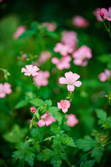 Fototapeta premium nice flowers in the garden