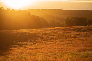 Green Field  with Flowers and Beautiful Sunset.