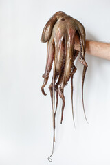 Whole raw big octopus over white background
