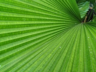 Obraz premium green leaf texture