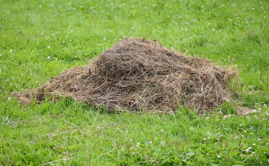 A small pile of hay on the green grass