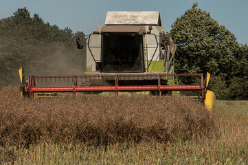 Harvest a rapeseed harvest in the summer of the field. The seeds are mainly used to extract rapeseed oil.