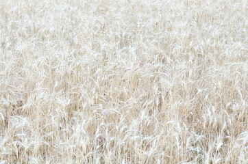 wheat ears in the summer field