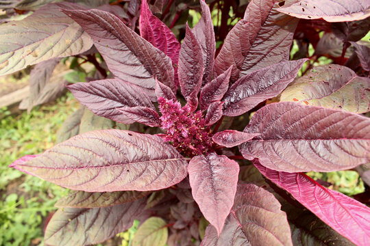 Garden Orach Atriplex hortensis, red amaranth with leaves, flowers, seeds. Quinoa twigs with young seed heads. Closeup, garden culinary herbs.