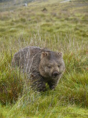 Wild wombat in Australia
