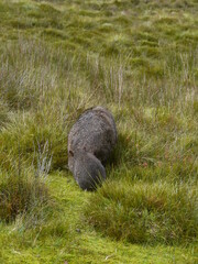 Wombat