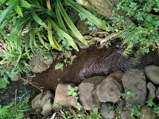 green plant and stone in the pond