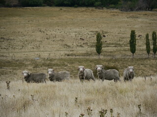 Herd of sheep in field