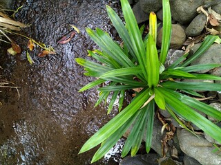 water and stones