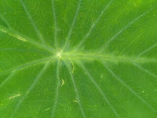 green leaf background