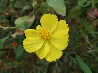 yellow flower in the garden