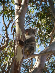 Koala in tree