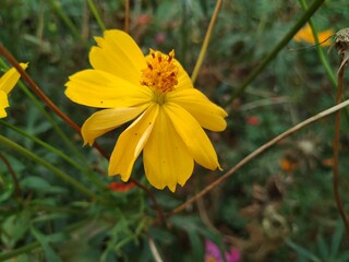 yellow flower on green grass