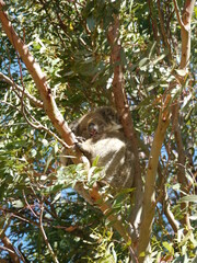 Fototapeta premium Koala in tree 