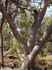 Fototapeta na wymiar Wild koala