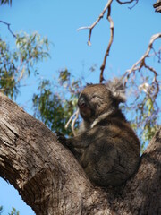 Wild koala