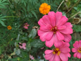 Obraz premium pink flower in the garden