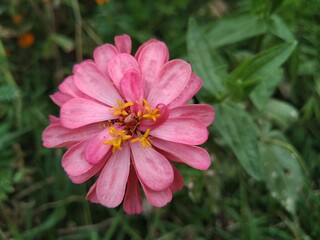 Fototapeta premium pink flower in the garden