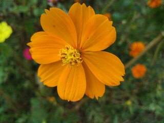 orange flowers in the garden