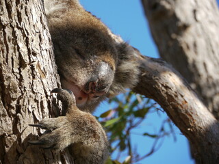 Wild koala