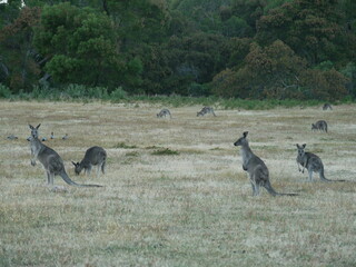 Kangaroos in wild