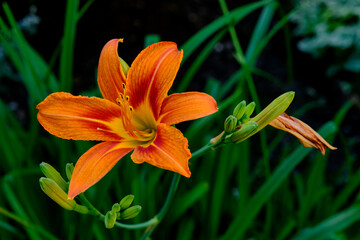 A beautiful bud of an orange daylily flower. Hemerocallis
