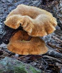 Panus fasciatus (Hairy Trumpet) growing on a fallen log - one of the few really hairy agaric fungi...