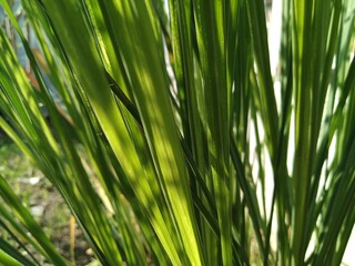 green leaf background