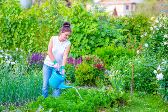 A girl caring for her garden watered a bed of greenery from a blue watering can. Harvest increase concept