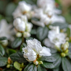 white azalea flowers close up, extremelly shallow depth of field