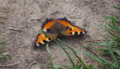 Kleiner Fuchs Schmetterling auf dem Boden