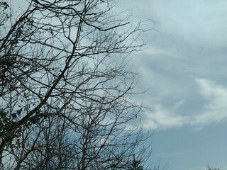 tree branches against blue sky